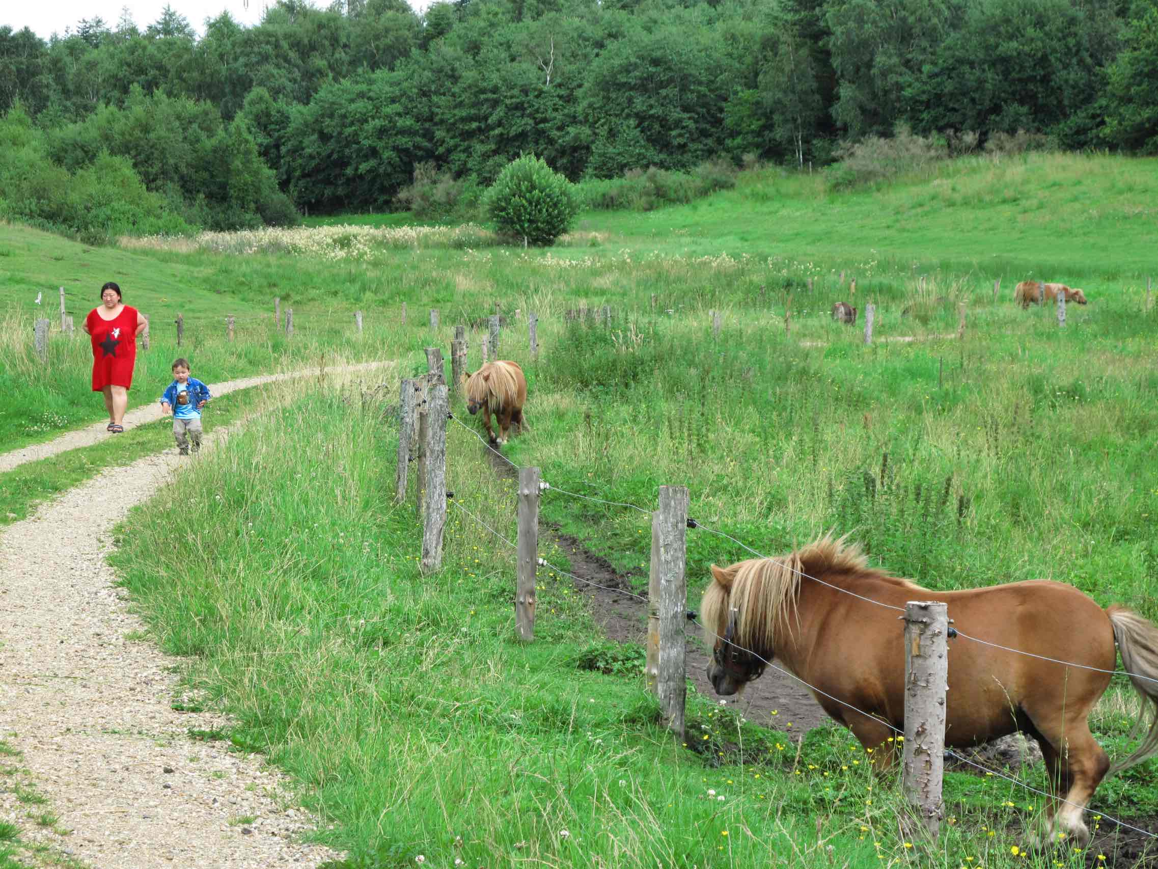 Bopladsen med de søde heste